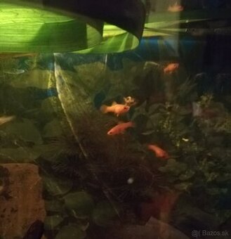 Darujem rybky +rastliny