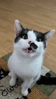 Darujem kocúrika - 1