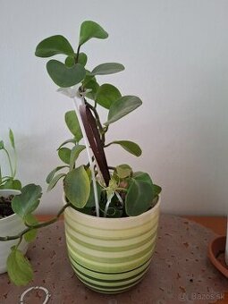 izbová rastlina -  Pieprovec magnóliolistý