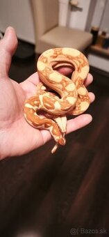 Velhad kralovsky sunglow