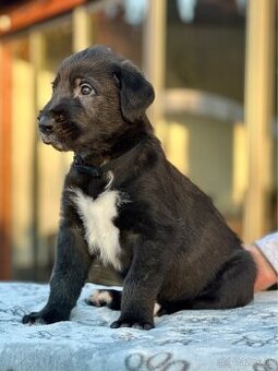 Írsky vlkodav s PP - 1