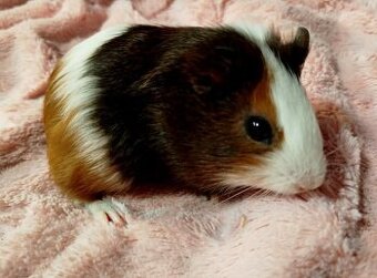 morčata, morské prasiatko, hlodavce