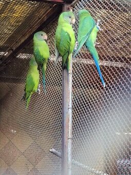 Alexander červenohlavý