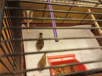 Predám párik zebričiek