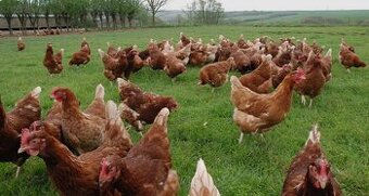 Predaj nosníc z dovozom domov