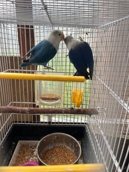 Agapornis Fisher pár