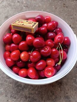 Predam ceresne