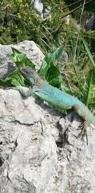 korytnačka leguán chameleón skorpion - 1