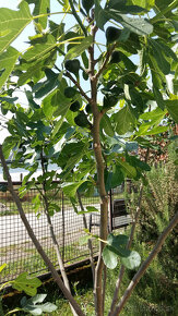 Figovník - Ficus Carica - 1