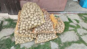 Sadbove zemiaky