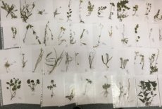 Herbár aj 2025, byliny, letné, zimné vetvičky, púčiky drevín