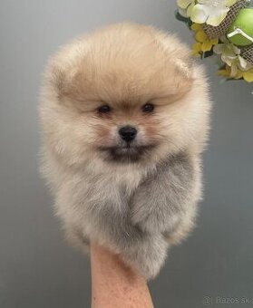 Pomeranian s Pp FCI