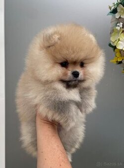 Pomeranian s Pp FCI