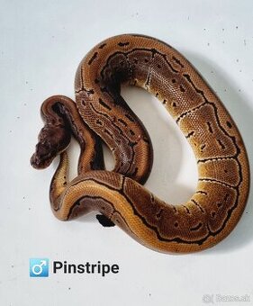 Python regius