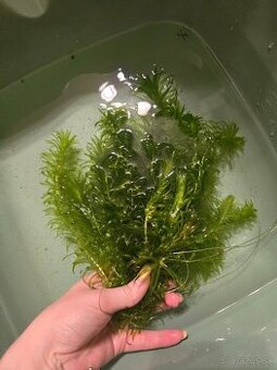 Rastlina Egeria densa