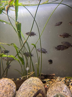 Parachromis Managuensis