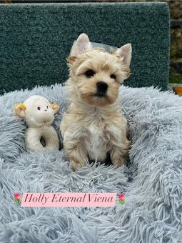 Golddust Yorkshire Terrier, Yorskshire s PP, Jork, Yorkshir