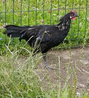 Kohutik mix s ayam cemani - 1