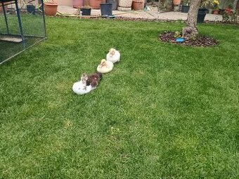 Predám čínske kačičky