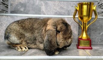 Maly baran divokosfarbeny