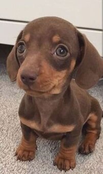 Jazvecik trpaslici fenka