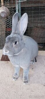 Predám kraliky Ss rex