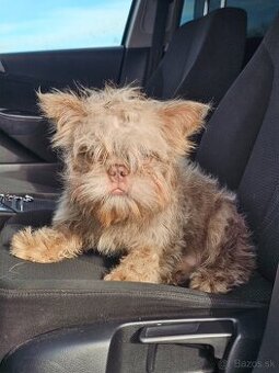 Francúzsky buldoček floodle na krytie New shade