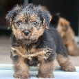 Norfolk terrier psik cierna s trieslovou : Oliver 6 tyzdnov