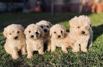 Maltipoo