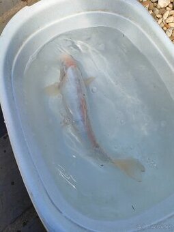 Koi kapre
