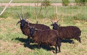 Ovce HEBRIDEAN
