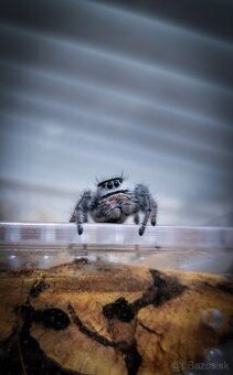 Phidippus regius „Everglades“ (Skákavka kráľovská)