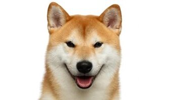 kúpim šteniatko Shiba Inu