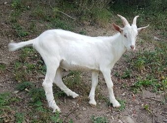 Predám mladého capka na plemeno