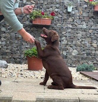 Labradorsky retriever