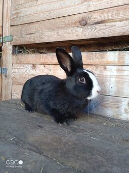 Liptovský Lysko samica