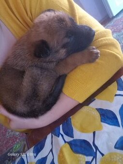 Čistokrný belgický ovčiak