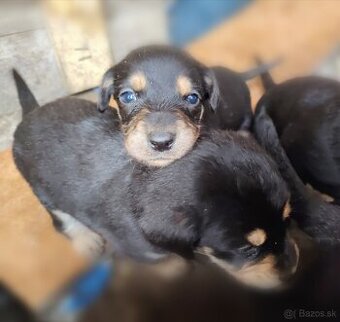 Slovenský kopov + zlatý retriever