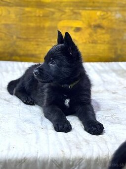 Šteniatka Nemecký ovčiak bez PP