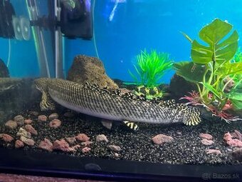 Predam 2x Bichir ornamentový (Polypterus ornatipinnis)