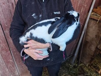 Králiky NOS a krížence