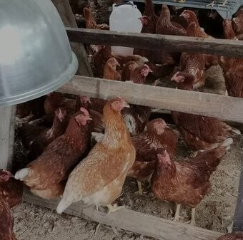 Nosnice mládky Lohmann Brown