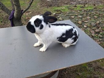 Predám Nemecky obrovitý strakáč samec