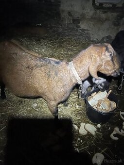 Anglonubijska 100%koza