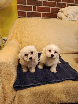 Šteniatka maltezaka