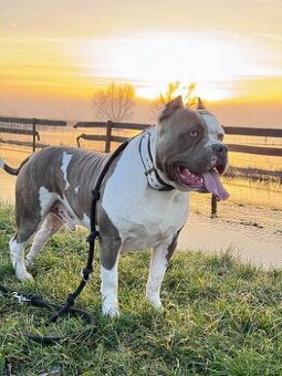 American Bully XXL