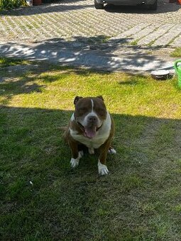 American pitbull terier - 1