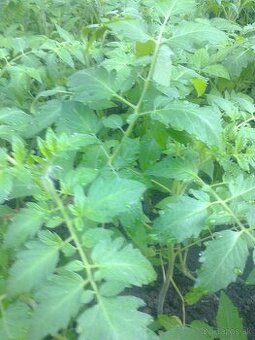 Planty