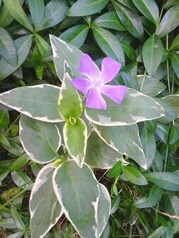 zimozelen panasovana