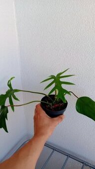 Philodendron Mayoi